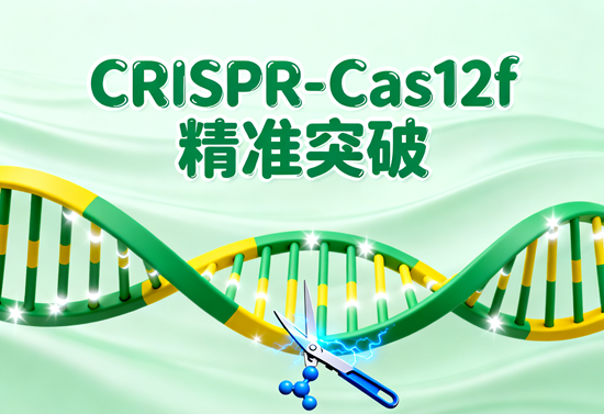 CRISPR-Cas12f׼ͻƣ0.1Ա༭Ŵ·ʽ