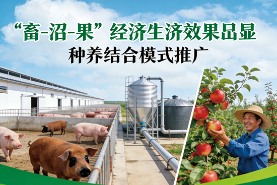 种养结合模式推广,“畜-沼-果”循环经济成效凸显